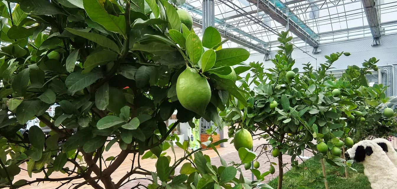 自治區(qū)綠色優(yōu)質(zhì)果蔬展銷中心psd-恢復的_23.jpg
