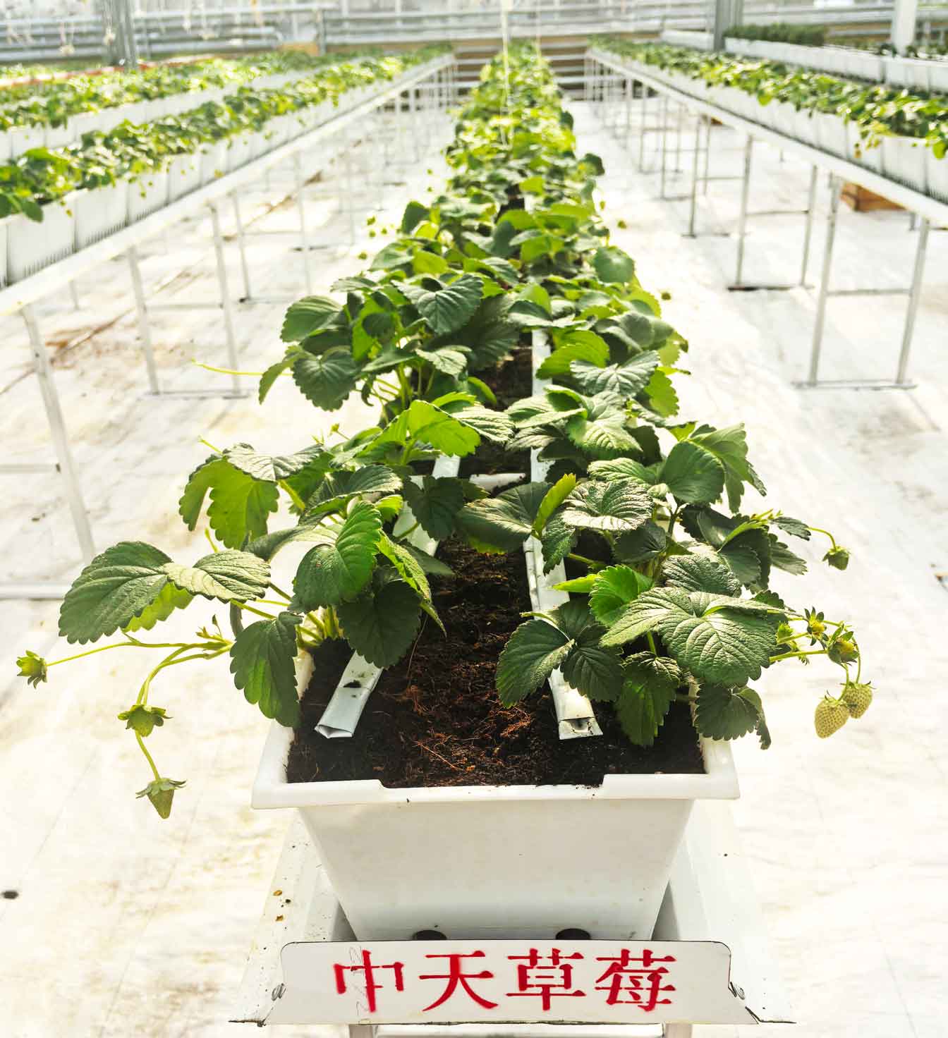 自治區(qū)綠色優(yōu)質(zhì)果蔬展銷中心psd-恢復的_29.jpg